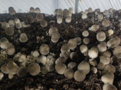 南乐县：菌菇特色产业 助农增收致富