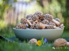 杏鲍菇液体菌种生产有标可依