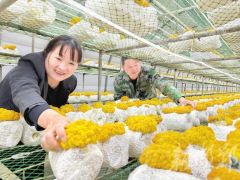 “菌中黄金”铺就致富路
