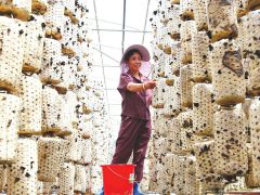 食用菌专业镇建起食用菌生产基地14个