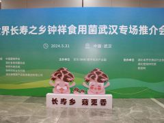 可爱的“钟祥香菇”品牌形象，你了解多少？