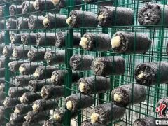 食用菌银耳在西藏拉萨首次试种成功