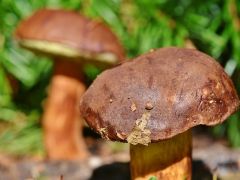 云南食用菌类农产品研究取得重要成果