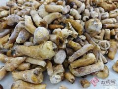 让野生菌产业跑起来