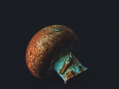 关于举办2024年食用菌育种技术培训班的通知(第一轮)