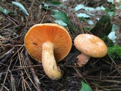 榆林镇：吊袋木耳打开村集体就业增收新思路