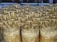 “特锐菲克”在鹿茸菇工厂化栽培中的应用研究