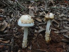 【通知】关于团体标准《灵芝孢子油生产加工技术规程》征求意见的通知