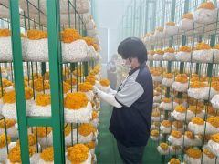 安徽东至：金耳工厂让农业更“智慧”
