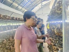 首席科学家谭琦研究员一行赴山东省莱西市调研食用菌产业发展情况