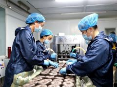 清水县“三化”加快食用菌现代农业产业园建设