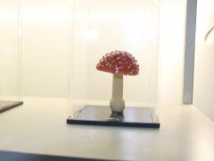 常宁市林业局开展2024年“7.19预防野生蘑菇中毒宣传日”主题宣传活动