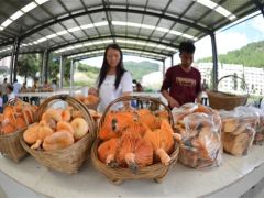 贵州黔南：林下采集“土生金” 加工拓宽致富路