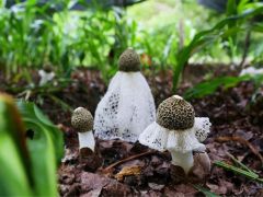 云南南华县境内有食用菌354种