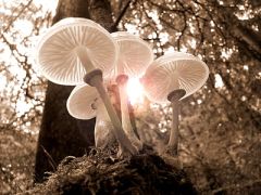 “科普云南”号列车第五期“食用菌主题专列”在昆明地铁1、2号线正式上线