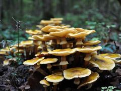 灵芝：山中奇珍 世间“瑰宝”