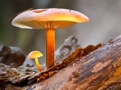夏季香菇种植技术与管理要点介绍