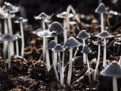 段木栽培毛木耳高产技术
