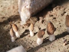 羊肚菌管理技术要点