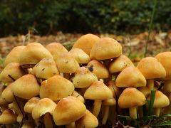 广西科技特派员“把脉问诊”菇菌病虫防治有“良方”
