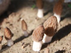河南宝丰：“科技小院”为乡村振兴助力