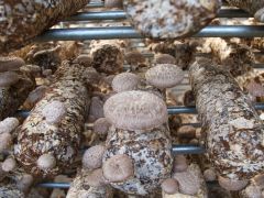 香菇菌渣化身有机肥料？这个专利做到“变废为宝”