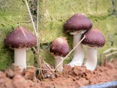 重庆万盛：“蘑菇工厂”告别“看天吃饭”