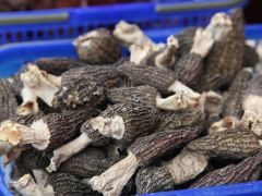 羊肚菌种植技术，附栽培条件及培养材料的处方