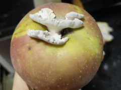 湖北省农业科学院食用菌团队从白参菌子实体中分离纯化出一种具有较强抗肿瘤活性的高分枝葡甘聚糖