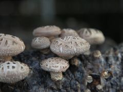随州市首张商业性香菇种植保险保单成功落地