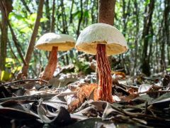 钱江源—百山祖国家公园发现新物种——吴三公金牛肝菌Aureoboletus wusangongii