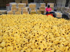 Tremella mushroom industry thrives in county of SE China's Fujian