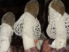 海南这片橡胶林下,藏着限定美味……