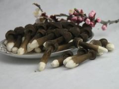 鸡纵菌一般长在什么地方 鸡纵菌能不能人工种植