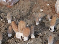 野生羊肚菌生长在什么地方 如何寻找野生羊肚菌