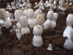怎样培育蘑菇菌种 培养蘑菇菌丝的方法简介