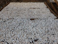 屏南：解锁“靠山吃山”新方式