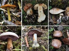 Mycology | 萨氏丝膜菌属的系统发育及中国西部地区物种多样性研究