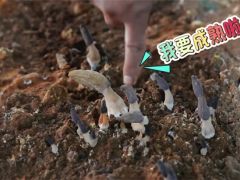 科技赋能 武汉市蔡甸区成功种植羊肚菌