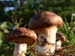 食用菌栽培中绿霉如何预防与防治？
