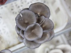 平菇优质高产栽培技术