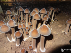 【食用菌-科普】 黑皮鸡枞— 菌中王侯