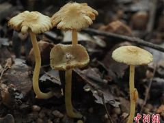 广东丹霞山发现大型真菌新物种丹霞丝盖伞