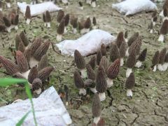 菏泽市单县高韦庄镇:羊肚菌撑起“致富伞”