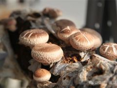 广西贵港：设施农业发展提质增效