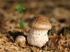 仪征市刘集镇：小菌菇彰显大“蘑”力