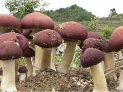 大球盖菇“吃掉”污染:跨界循环系统促进绿色增产