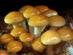武山县山丹镇：滑子菇撑开“致富伞”