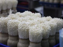 上海丰科生物科技股份有限公司专利维权一审胜诉