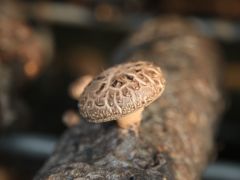 香菇菌棒腐烂的原因有哪些？